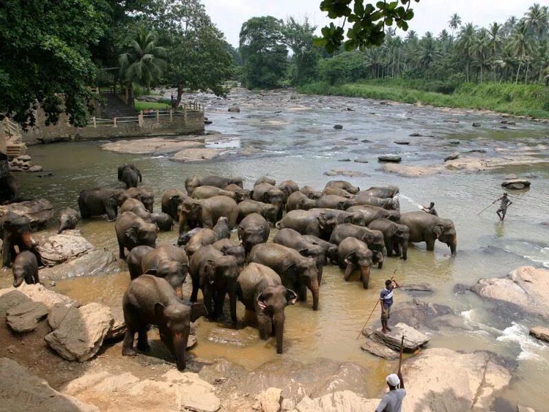 Пиннавела шри. Пиннавела Шри Ланка. Слоновий питомник Шри Ланка. Питомник Пиннавела Шри Ланка. Приют для слонов Пиннавела Шри-Ланка.