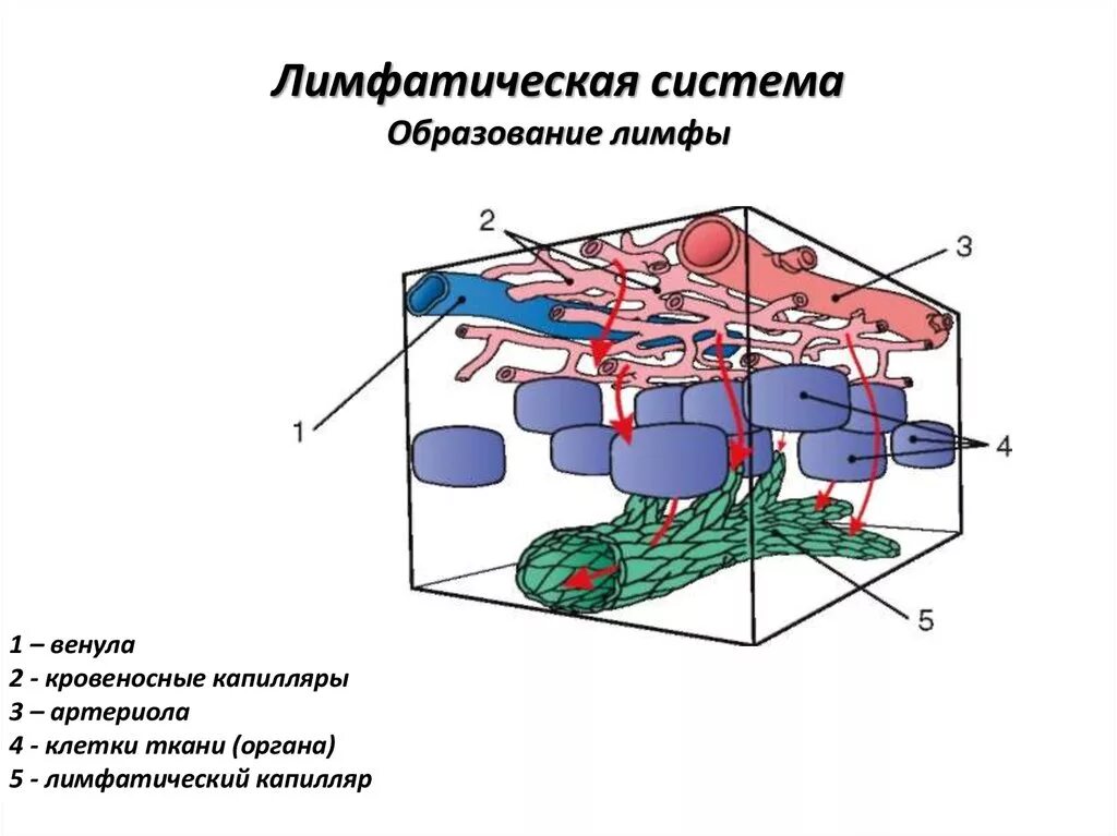 Образование лимфы схема. Механизм образования лимфы физиология. Механизм образования и состав лимфы.. Механизмобразовани лимфы. Лимфатические сосуды клетки