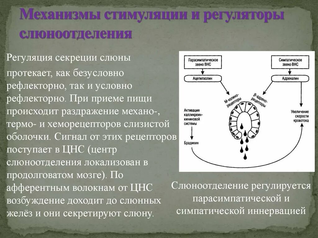 Повышенная слюноотделение признак. Регуляция секреции слюны. Регуляция слюноотделения схема. Механизмы слюнообразования и слюноотделения. Механизм слюноотделения и его регуляция.