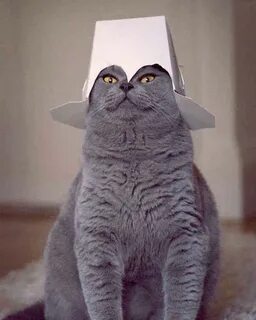 Мемные коты видео