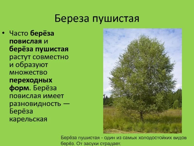 Береза повислая виды. Береза повислая и береза пушистая. Береза повислая карельская. Береза пушистая Betula pubescens. Берёза бородавчатая и берёза пушистая.