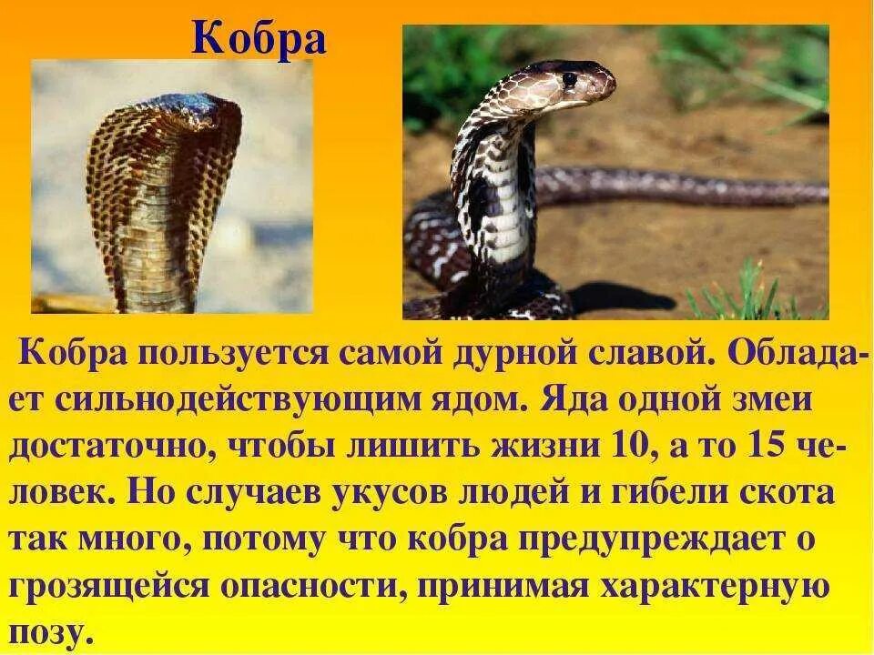 Сообщение про змею. Доклад про змею кобру. Сообщение о Кобре. Кобра презентация. Доклад про кобру.