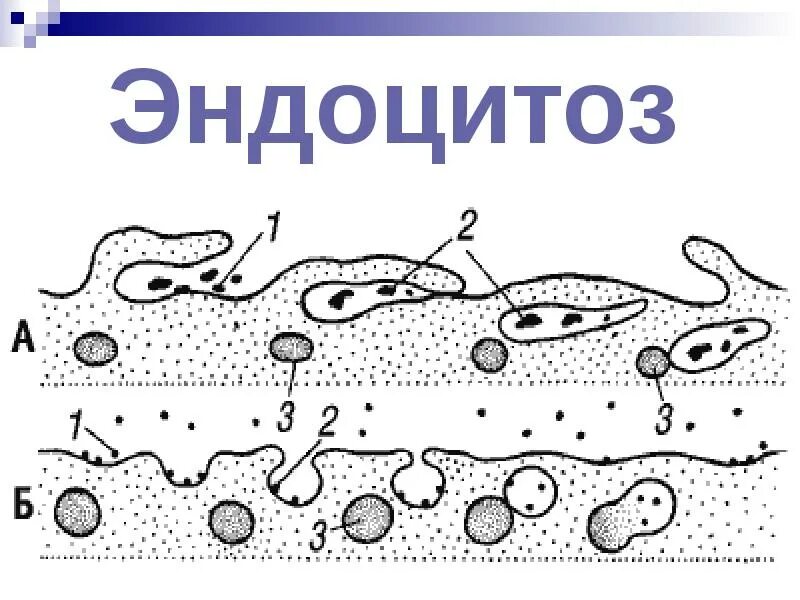 Эндоцитоз. Процесс эндоцитоза. Эндоцитоз типы. Эндоцитоз строение.