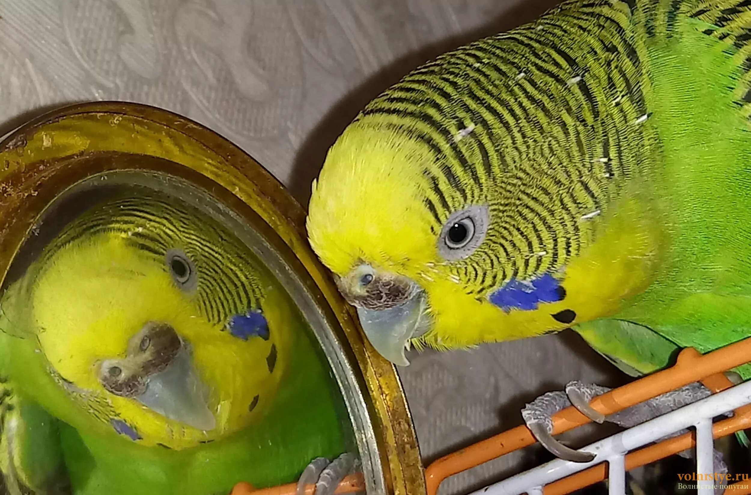 Зеркало для волнистого попугая. Попугай и зеркало. Зеркальце для волнистых попугаев. Попугайчик и зеркало.