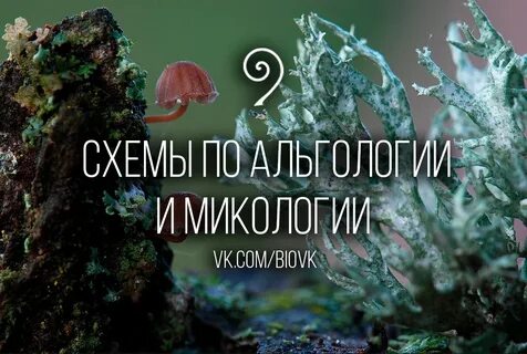 Микология систематика