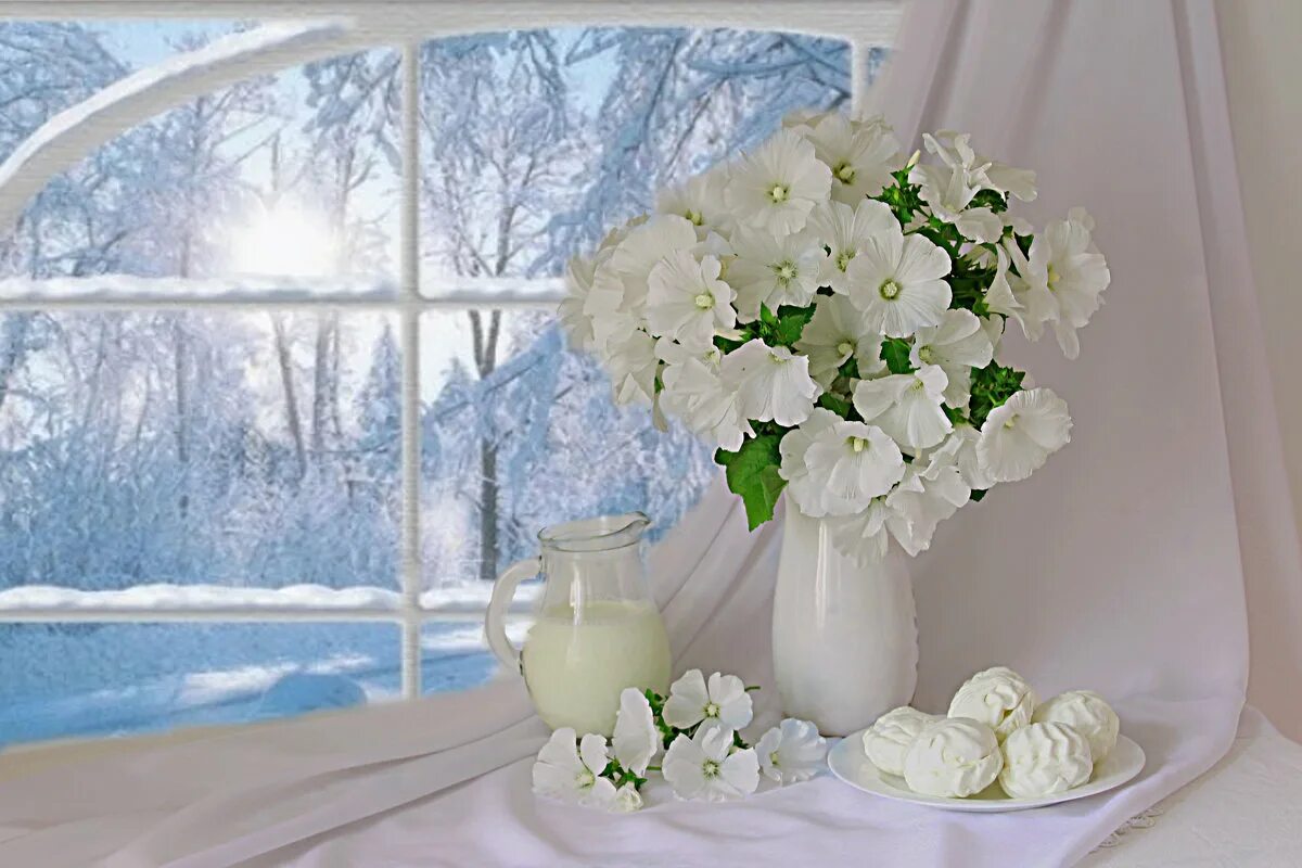 Светлое чистое нежное. Зимние цветы. Цветы на окне. Цветы зимой. Букет цветов на окне.