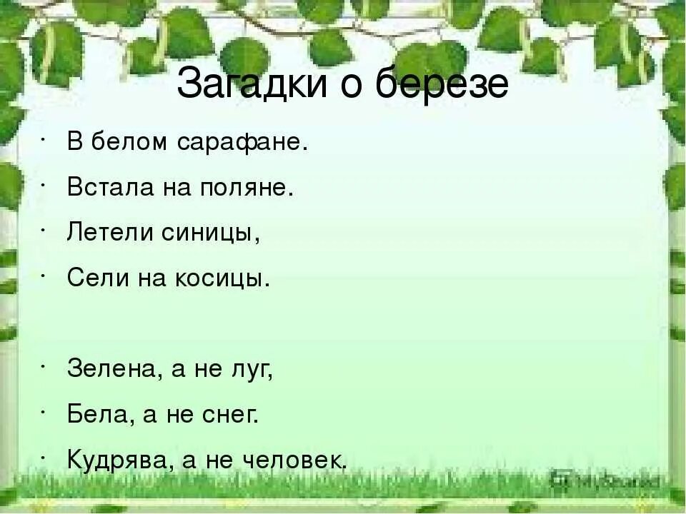 Загадки о родине с ответами. Загадка про березу. загадка про березу для детей. загадка про березку. детские загадки береза.