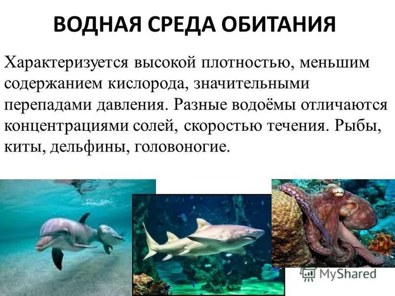 Водная среда обитания. Приспособление организмов к водной среде. Вводная среда обитания. Приспособленность к водной среде. Внутриорганизменная среда обитания характеризуется