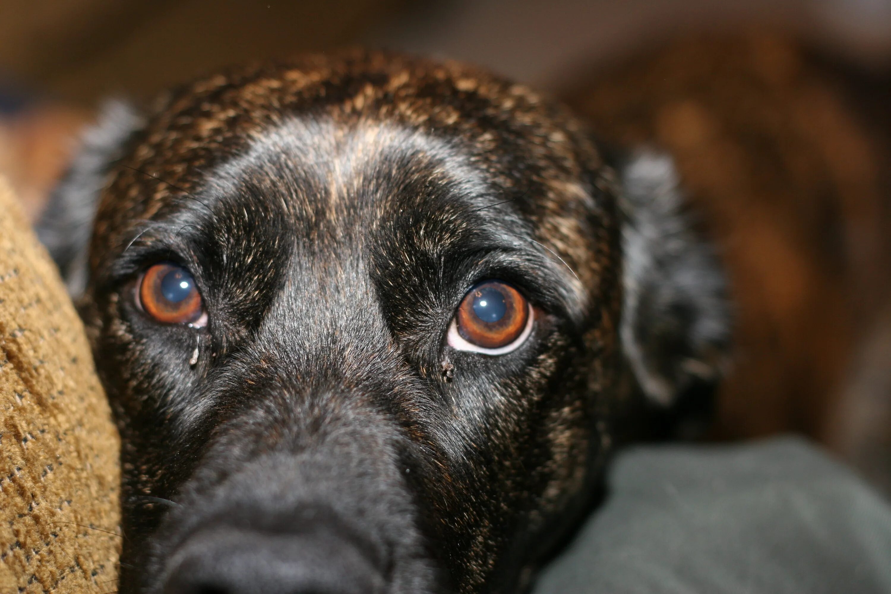 Good quote Dog quotes, Puppy dog eyes, Dog eyes