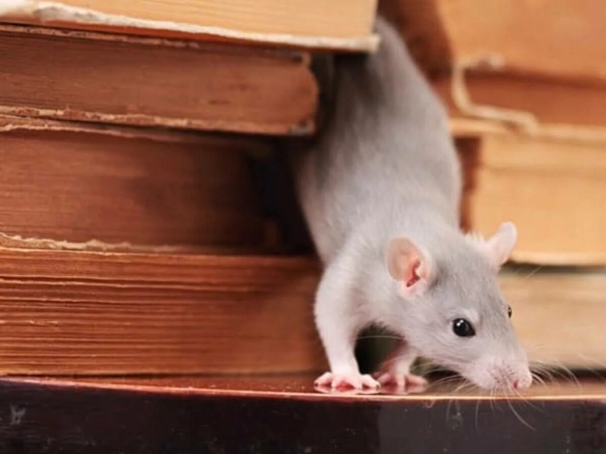 Книжная крыса. Мышь библиотечная. Библиотекарская мышь.