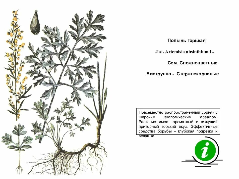 Вред и польза сорняков