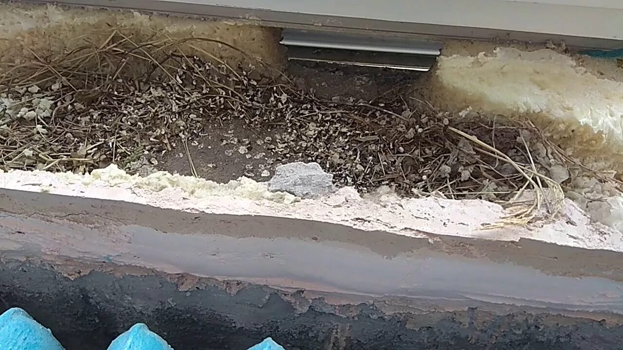 Мышь скребется под полом. Мышь под подоконником. голубиное гнездо под подоконником. птичьи гнезда под подоконником. мыши в эковате.