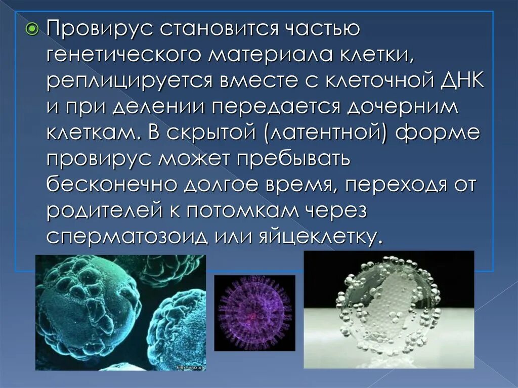 Вирус наследственная информация. Вирусы размножаются. Генетический материал вирусов. Провирусы это в микробиологии. Вирус и провирус.