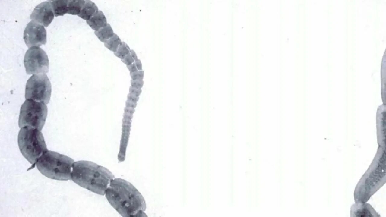 Ленточный червь у кошки. Огуречный цепень дипилидиоз. Огуречный цепень (Dipylidium caninum). Ленточные черви (цестоды) у кота. Личинки огуречного цепня у кошек.