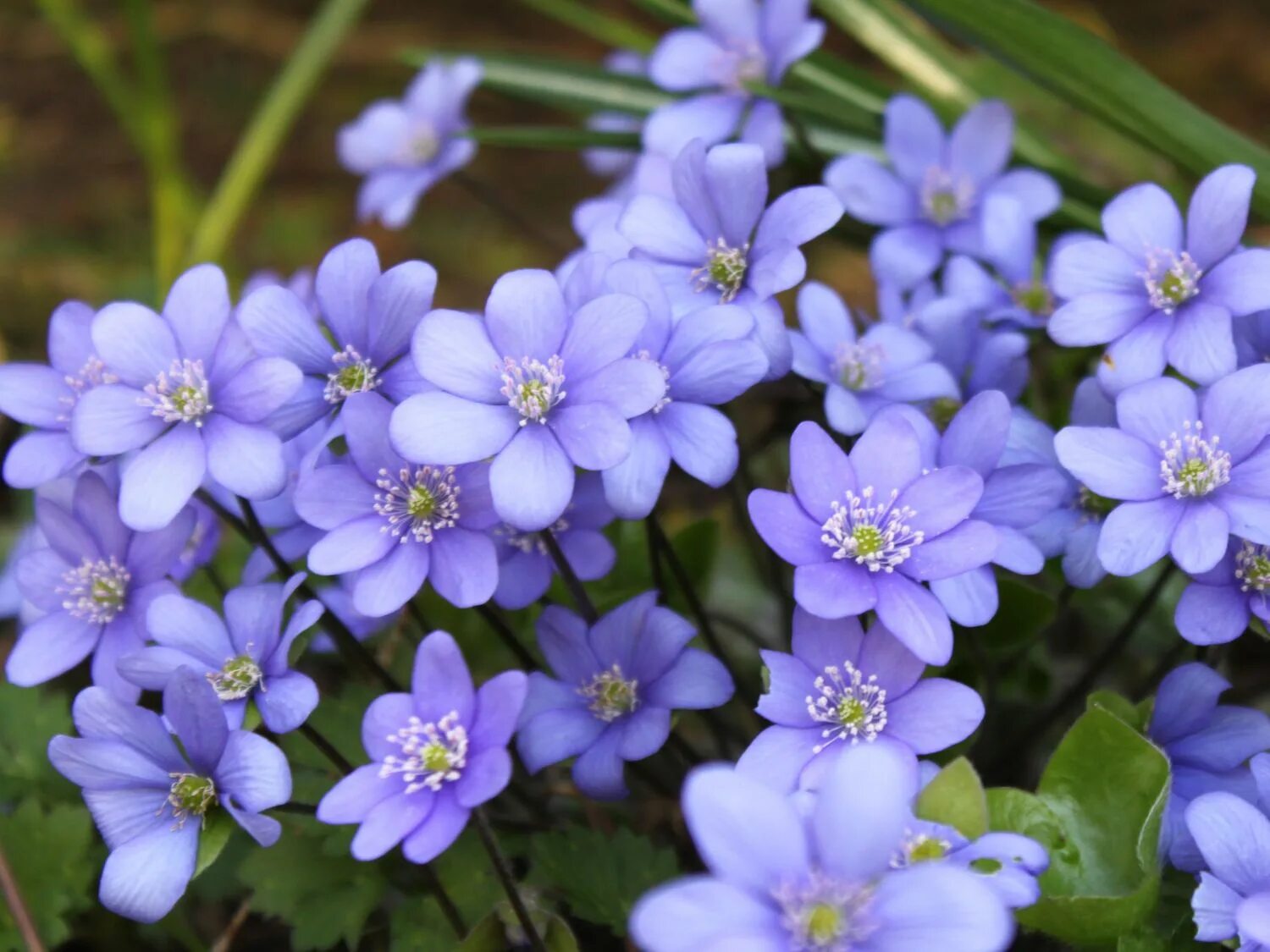 Цветок печеночница благородная. Печеночница благородная (hepatica Nobilis). Печеночница Нобилис. Печёночница благородная Нобилис. Печёночница обыкновенная.