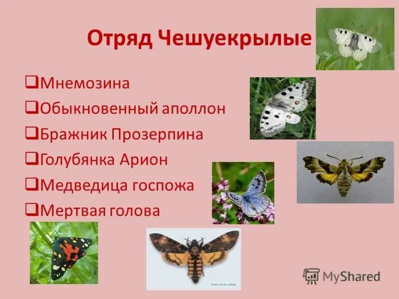 Какие насекомые относятся к отряду чешуекрылые