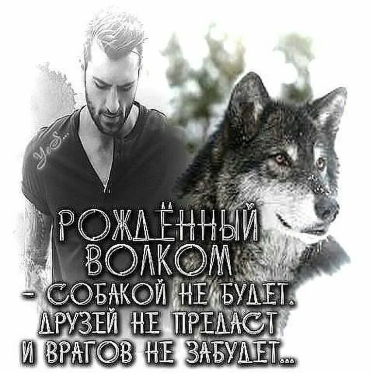 Волк с надписью. Статусы про одиноких Волков. Одинокий волк цитаты. Цитаты волка.
