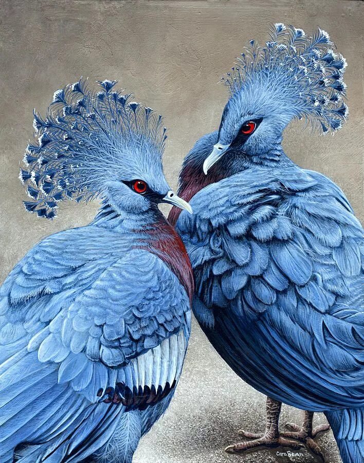 Две синие птицы. Веероносный венценосный голубь. Вееносный весценозный голубь. Веероносный венценосный голубь Goura Victoria. Голубой венценосный голубь.