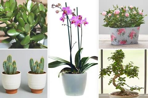 Plants 2019