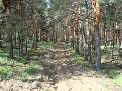Курортное лесничество