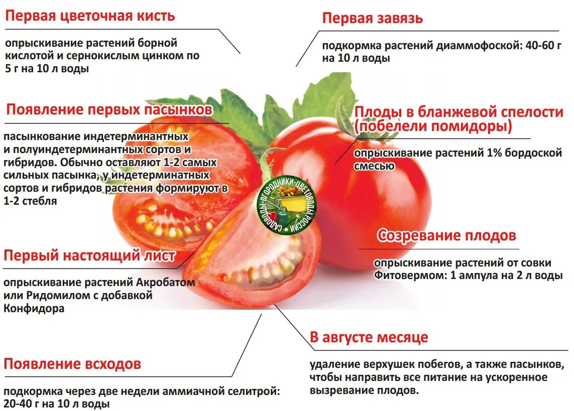 Схема подкормки тепличных томатов. Схема обработки томатов удобрениями. Схема удобрения томатов в теплице. Схема удобрения для помидор в теплице.
