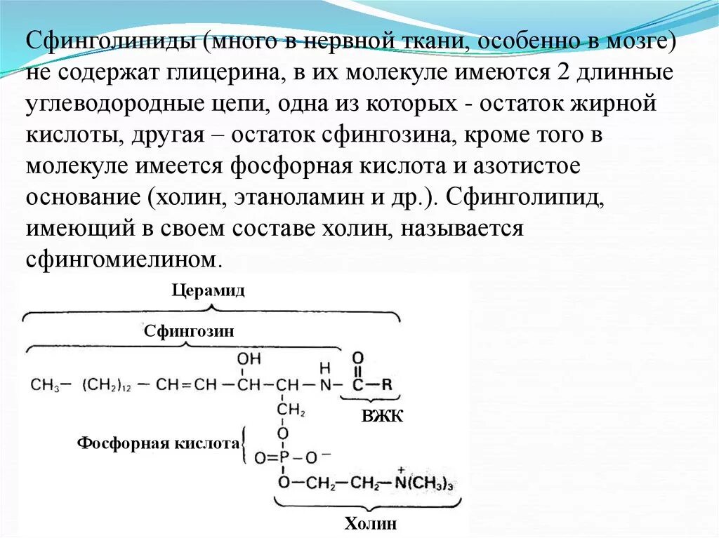 Глицерин содержит группы. Сфинголипиды. Строение сфинголипидов. Сфинголипиды сфингозин. Структура сфинголипидов биохимия.