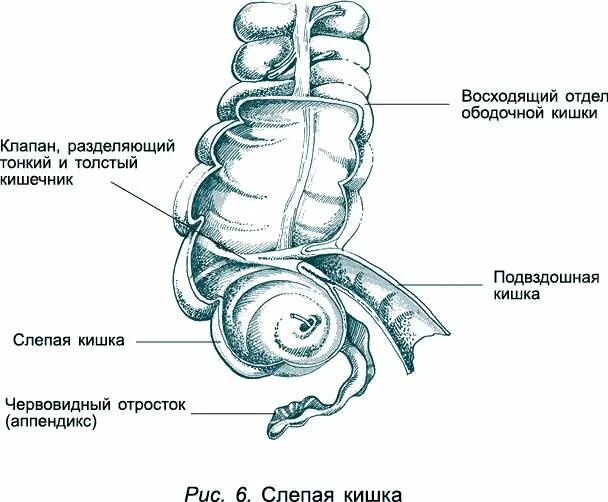 Слепая кишка и червеобразный отросток строение. Слепая кишка с аппендиксом строение. Строение слепой кишки и червеобразного отростка. Слепая кишка анатомия строение. Слепая кишка рисунок