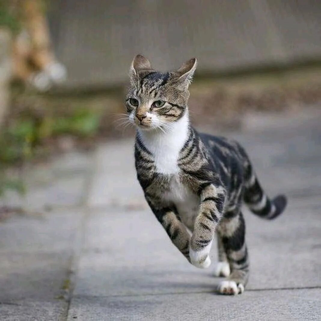 Кошечек быстро