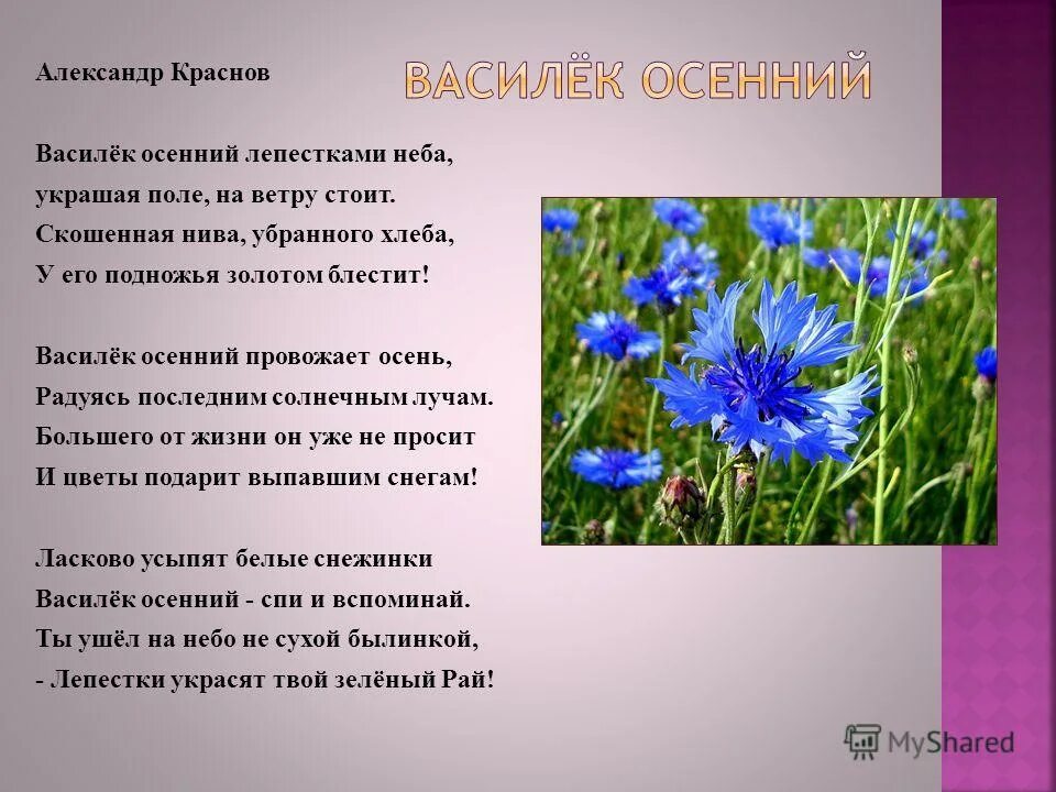 Предложение с васильком. Стих про Василек. Стихи про васильки. Стих о васильке. Стихотворение о цветах Васильках.