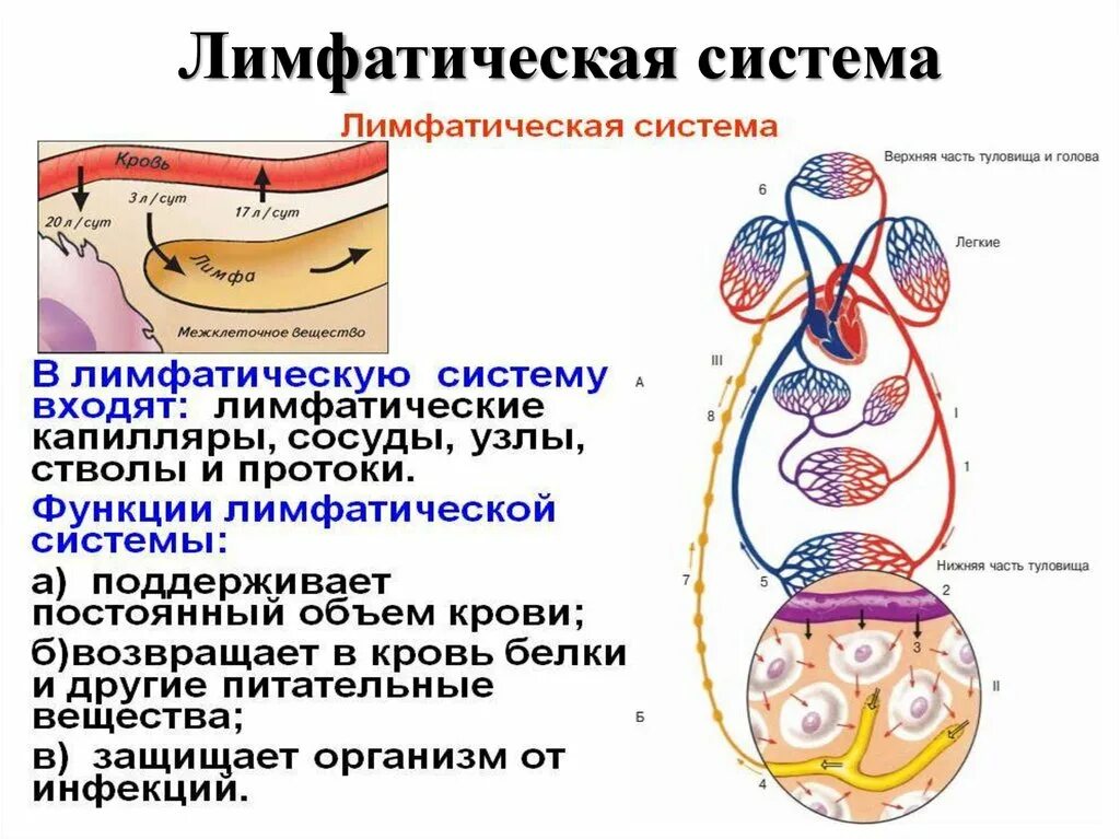 Движение лимфы по лимфатическим. Движение крови межтканевой жидкости и лимфы в организме. лимфатическая система.особенности строения и функции 8 класс. схема циркуляции лимфы. циркуляция крови тканевой жидкости и лимфы.