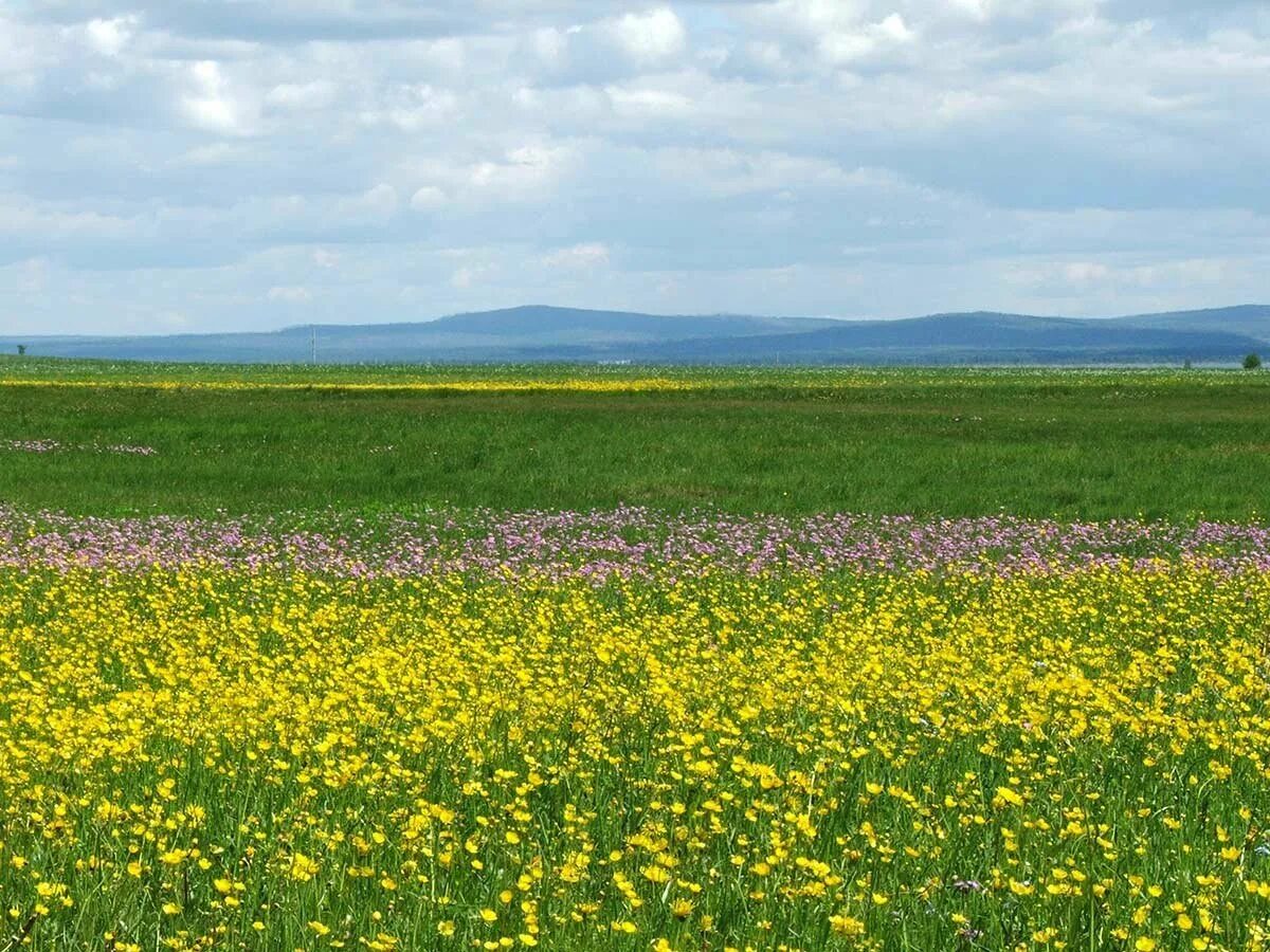 Луговая красноярский край. Ивано Арахлейский заказник Забайкальского края. Кулундинская степь. Барабинская степь. Муганская степь.