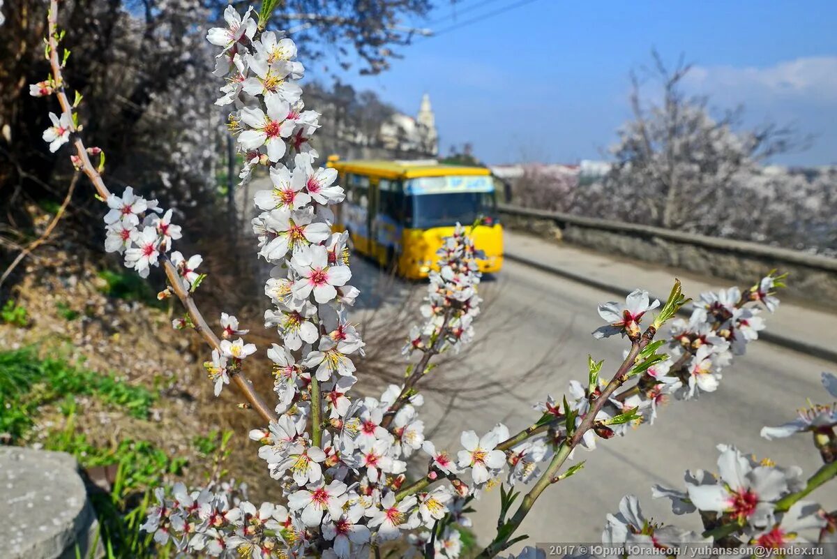 В крыму зацветут. Ялта цветение миндаля. Весенний Крым цветение миндаля. Цветение миндаля в Севастополе. Цветет церцис Севастополь.