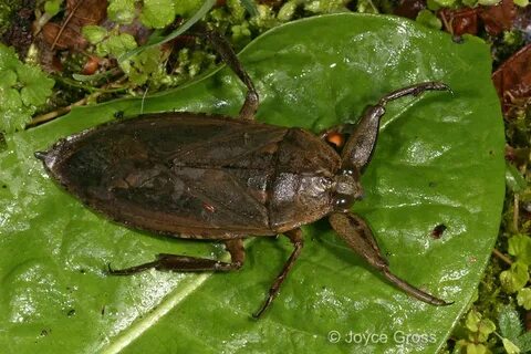 Belostomatidae