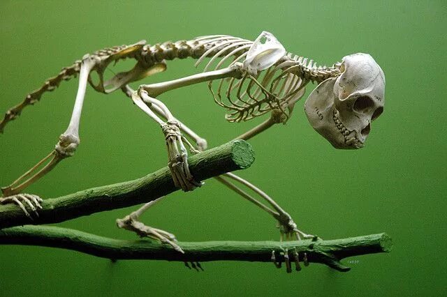 Кости шимпанзе. Кости шимпанзе. Кости шимпанзе. Скелет примата. Скелет шимпанзе.