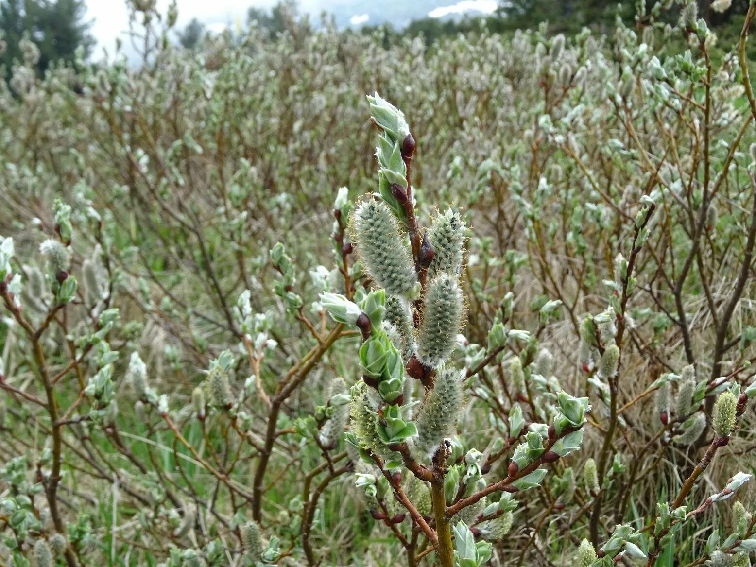 Ива Лапландская Salix lapponum. Ива швейцарская Salix helvetica. Карликовая Ива. Ива волчниковая. Карликовая ива фото