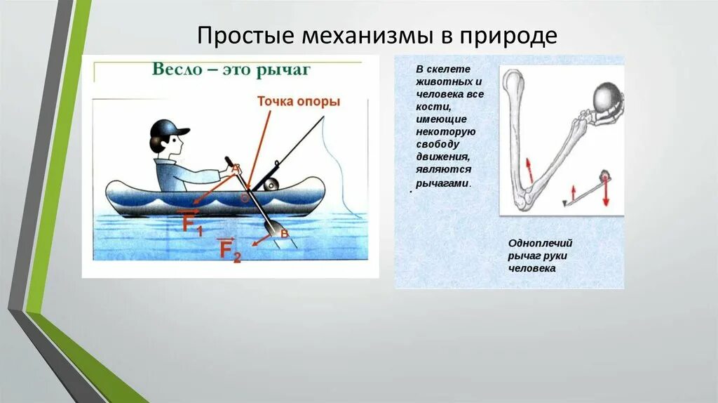 Сообщение на тему рычаги в технике. Простые механизмы физика рычаг. Простые механизмы в природе. Рычаги в природе физика. Простые механизмы в живой природе.