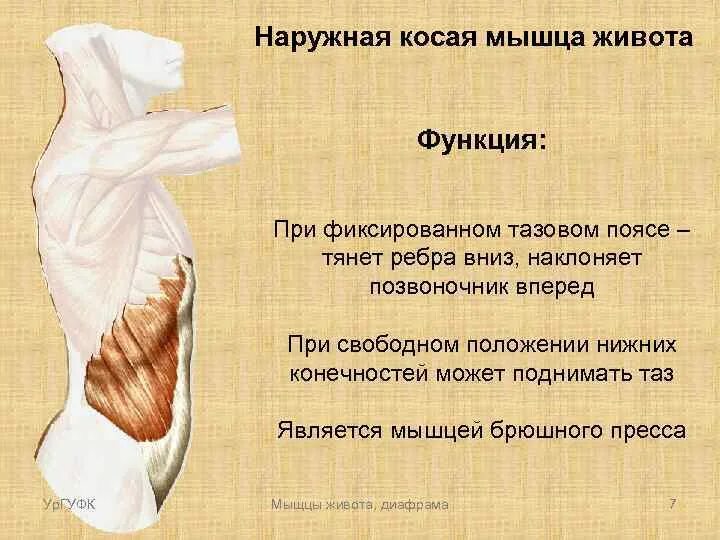 Функции косой мышцы. Наружная косая мышца. наружная косая мышца функции. функция наружной косой мышцы живота. наружная косая мышца живота.