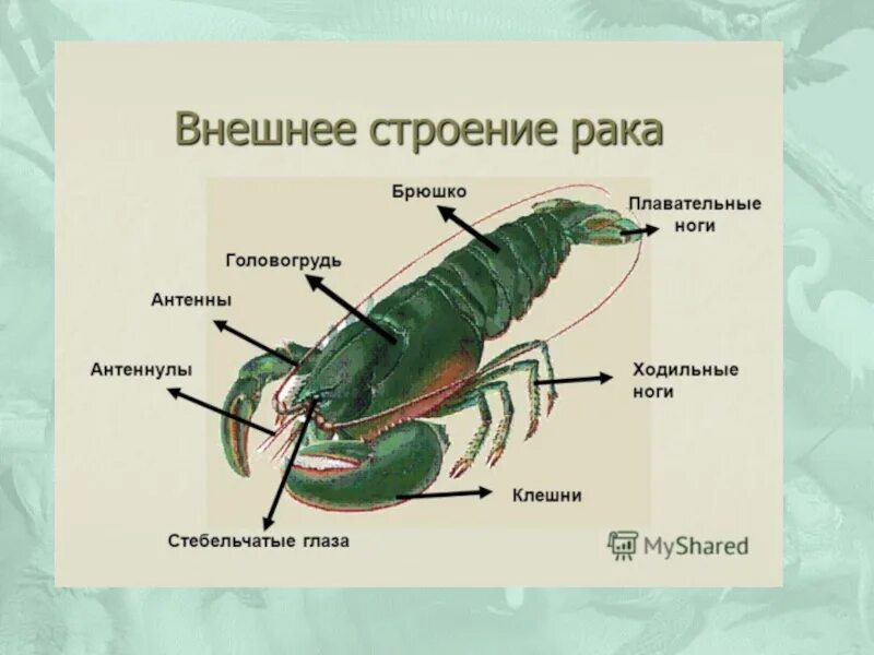 Речной рак часть. Внешнее строение членистоногих. Строение головогруди ракообразных. Внешнее строение членистоногих схема. Строение ракообразных 7 класс биология.