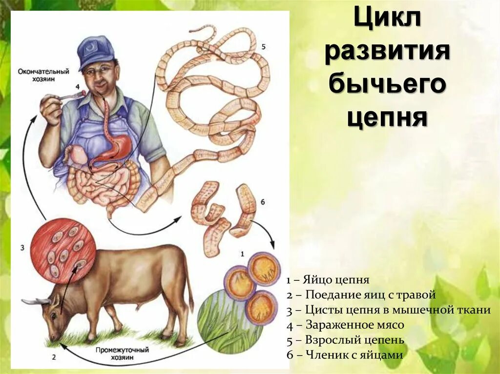 Может ли человек заразиться бычьим цепнем. Промежуточный хозяин бычьего цепня. Тениаринхоз бычий цепень. Цикл развития бычий цепень биология. Тениаринхоз жизненный цикл.