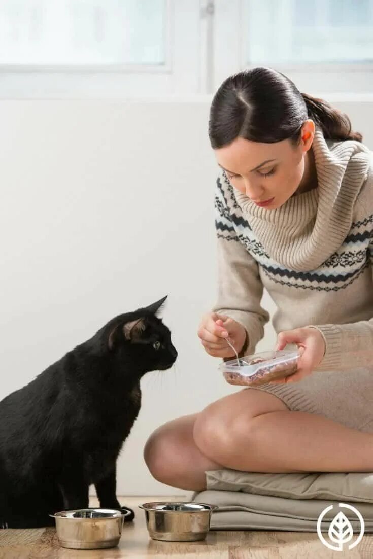 Женщина кормит кошек. Женщина кормит кота. Дама кормит кошек. Женщина кормит животных. Женщина кормит кошек дома.
