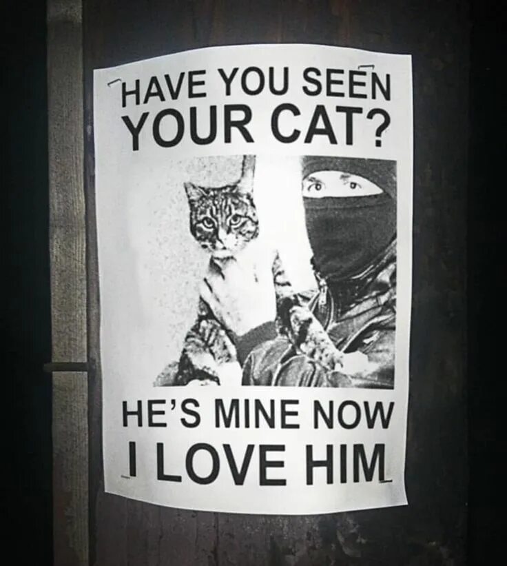 Животные в розыске прикол. Топ have you seen my Cat. Розыск котенок шутка. Have you seen him.