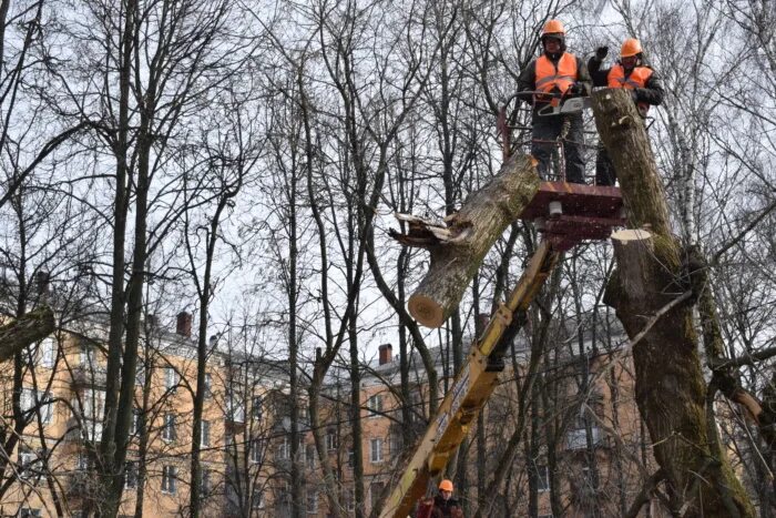 Кронирование это. Кронирование деревьев. Правильное кронирование деревьев. Неправильное кронирование деревьев. Кронирование Иваново.