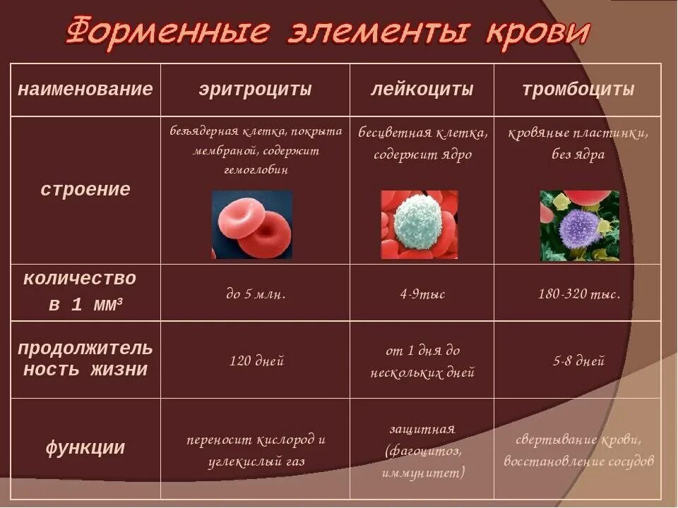 Содержание в крови лейкоциты и тромбоциты