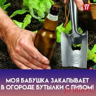 Поливать пивом
