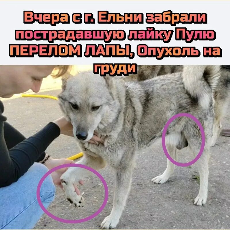 приют верность смоленск. фонд бездомных животных. фонд бездомных животных. фонд верность. верность помощь животным.