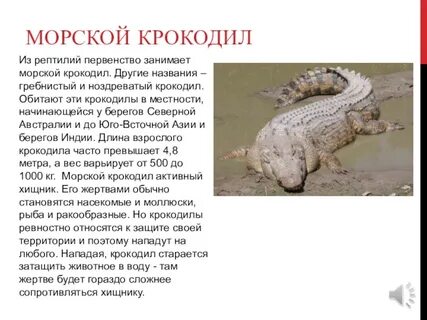 Международная красная книга гребнистый крокодил