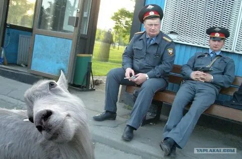 Форумы с прикольными картинками