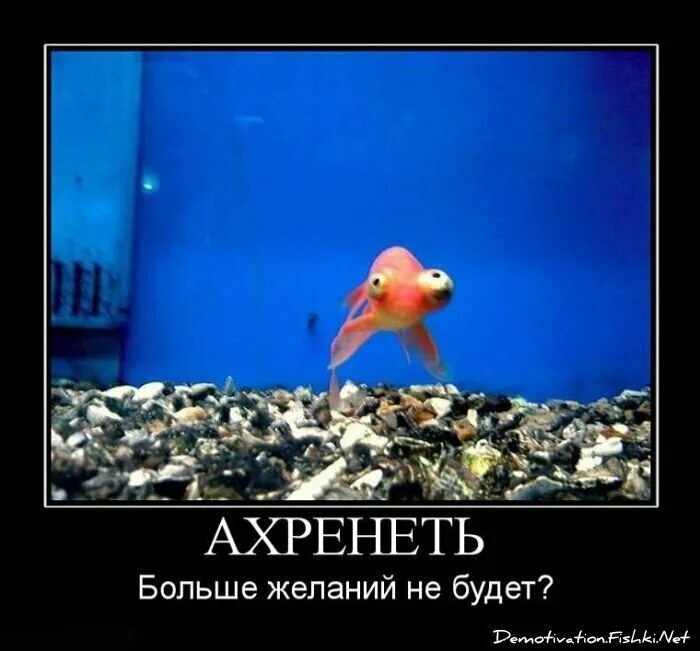 Карты проиграл?выполняй. Задания для проигравших в карты. Забавные желания. Смешные анекдоты про золотую рыбку. Прикольные желания для игры.