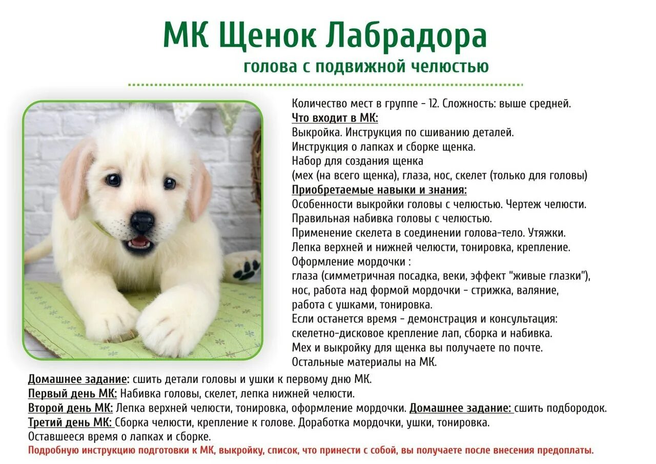 Лабрадор характеристика минусы. Лабрадор щенки характеристика породы. лабрадор ретривер параметры породы. лабрадор щенок характеристика. лабрадор краткое описание.