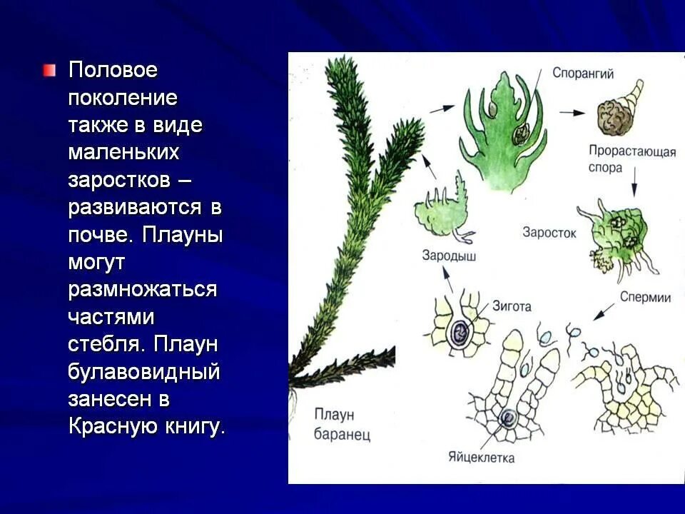 Плауны размножаются семенами. Спорофит плауна булавовидного. Строение стробила плауна. Схема размножения плауна. Схема размножения плауновидных.